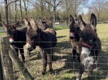 De schat van Château Holtmühle